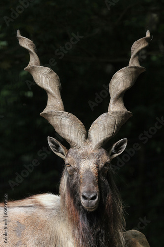 Bukharan markhor (Capra falconeri heptneri). photo