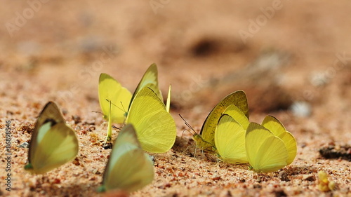 Pieridae Gandaca harina yellow butterflies are eat mineral. photo