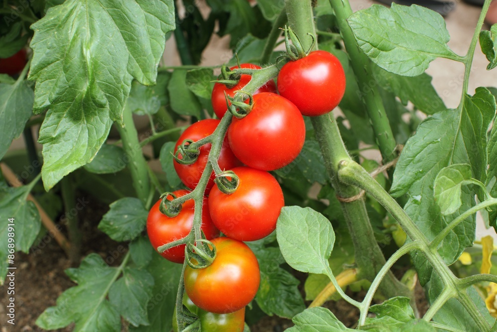 ミニトマトの栽培