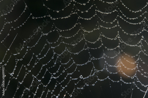 morning web drops