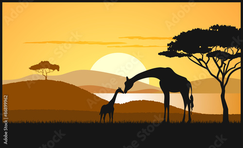 African savanna an evening landscape
