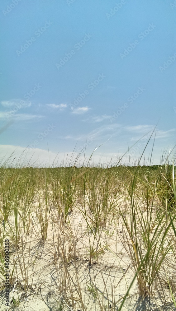 Obraz premium Gräser auf Dühne