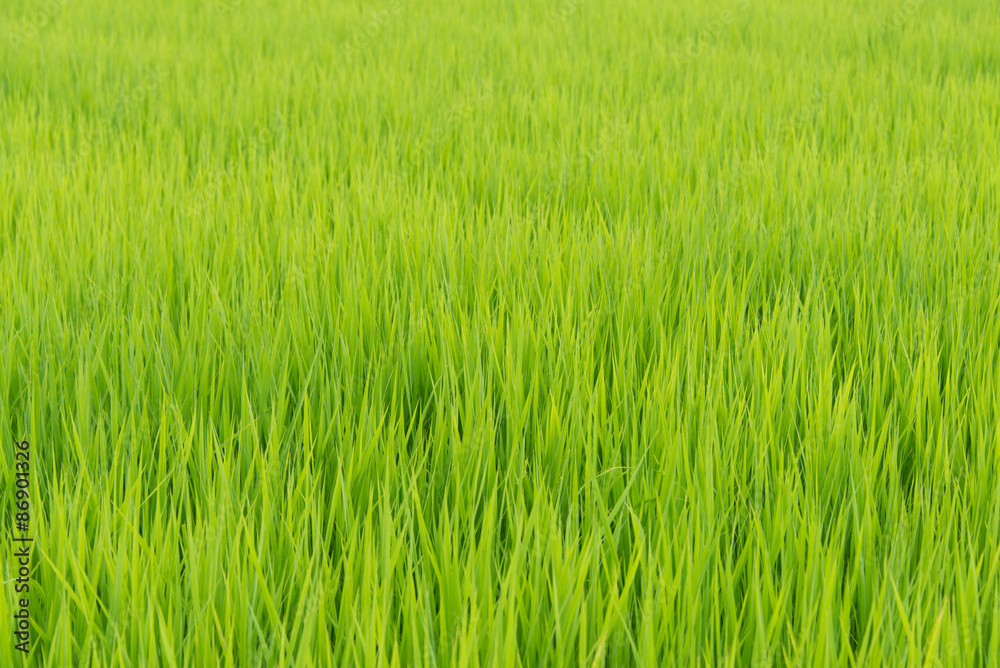 Bright Green Grass
