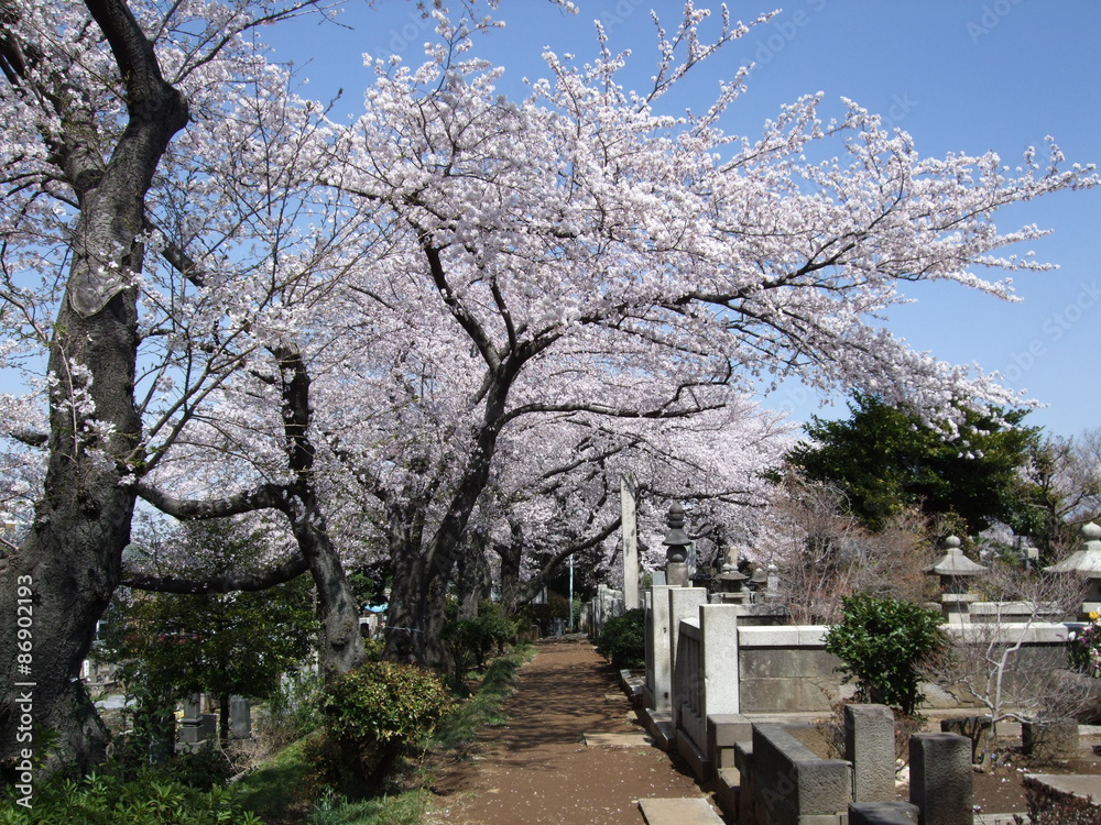 桜が咲く春の染井霊園