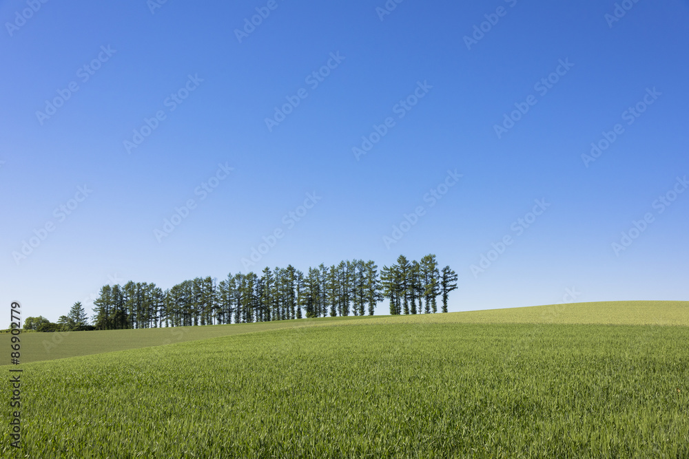 Obraz premium 丘の町美瑛のパッチワークの路