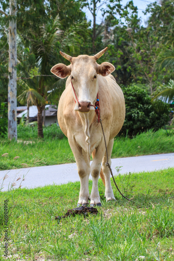 cow eating grass at the field cow eating grass at the field