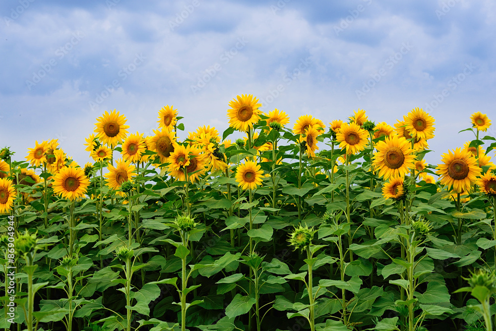 Naklejka premium Sunflower field
