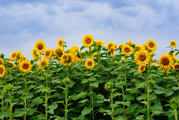Wandcirkels Zonnebloem Bloeiend zonnebloemenveld in zomerlicht  © SasaStock