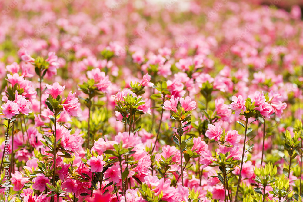 ピンクのクルメツツジの花