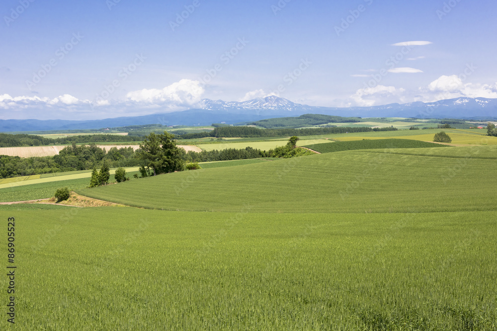 丘の町美瑛のパッチワークの路
