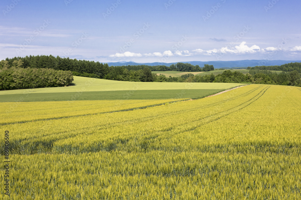 Fototapeta premium 丘の町美瑛のパッチワークの路