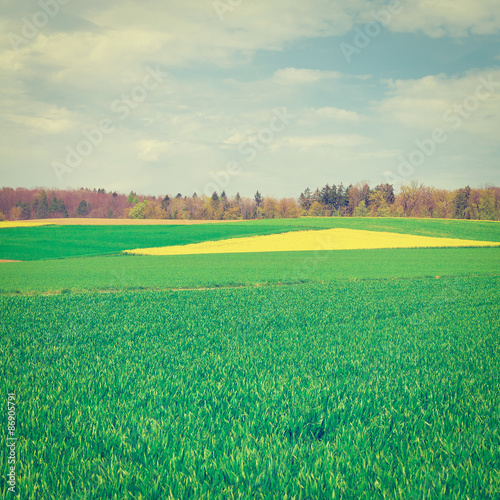 Fototapeta Naklejka Na Ścianę i Meble -  Alpine Pasture