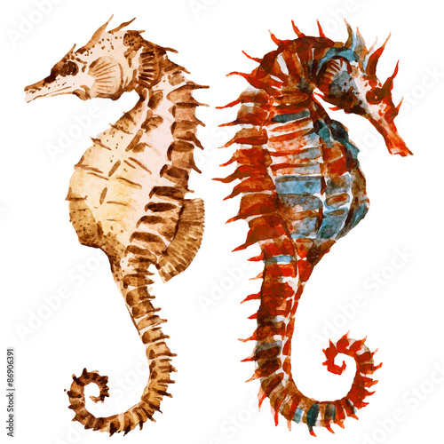 Watercolor seahorses