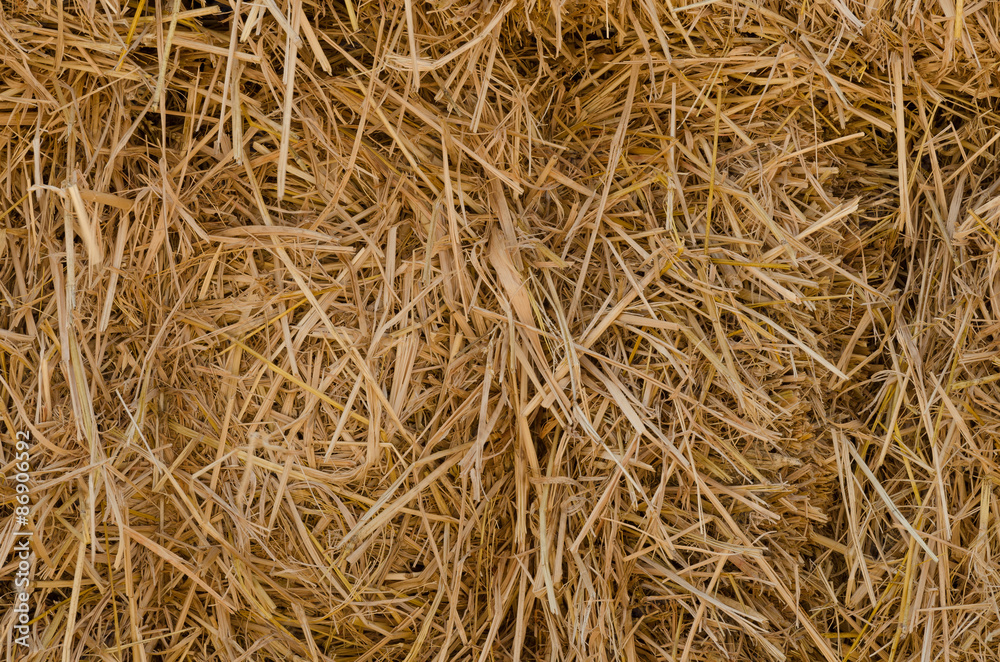 background and texture of dry straw background and texture of dry straw