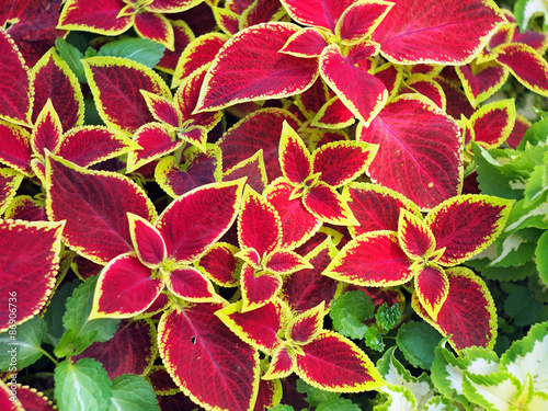 Decorative red and yellow coleus