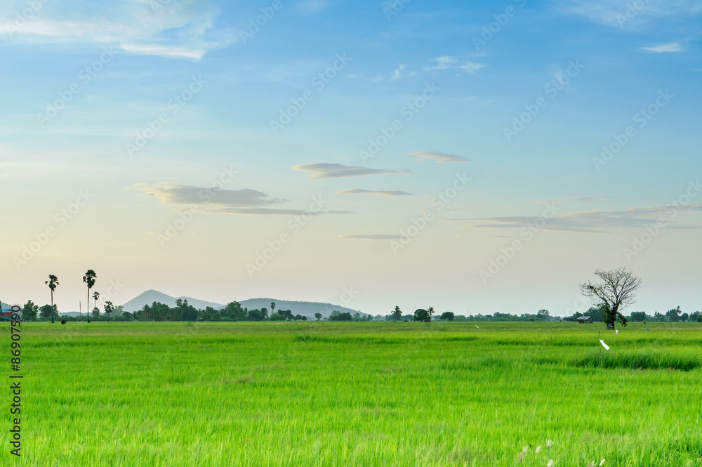 softlight from sunshine landscape view of Toddy palm and rice-field softlight from sunshine landscape view of Toddy palm and rice-field