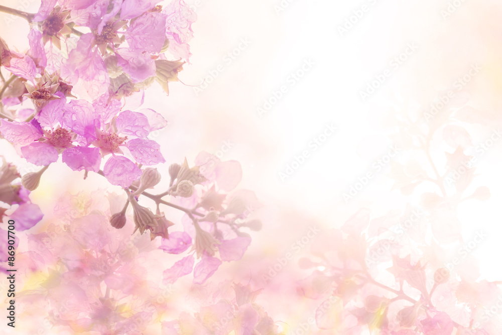 soft sweet pink flower background from Plumeria frangipani flowers