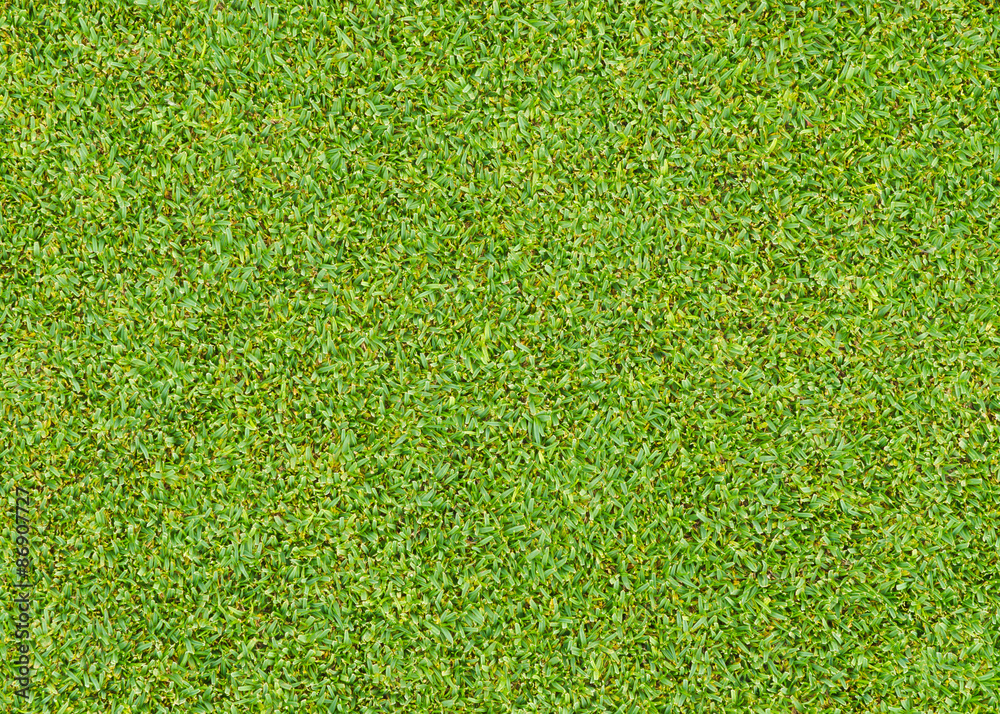 Fototapeta premium green grass pattern