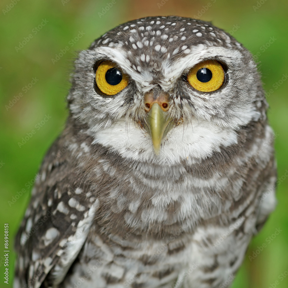 Fototapeta premium spotted owlet or athene brama bird