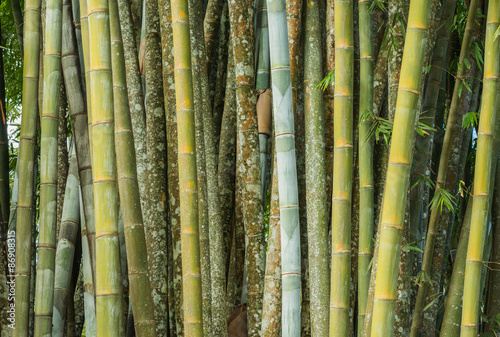 big fresh bamboo grove in forest