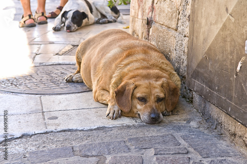 Overweight Dog Lying on Pavement