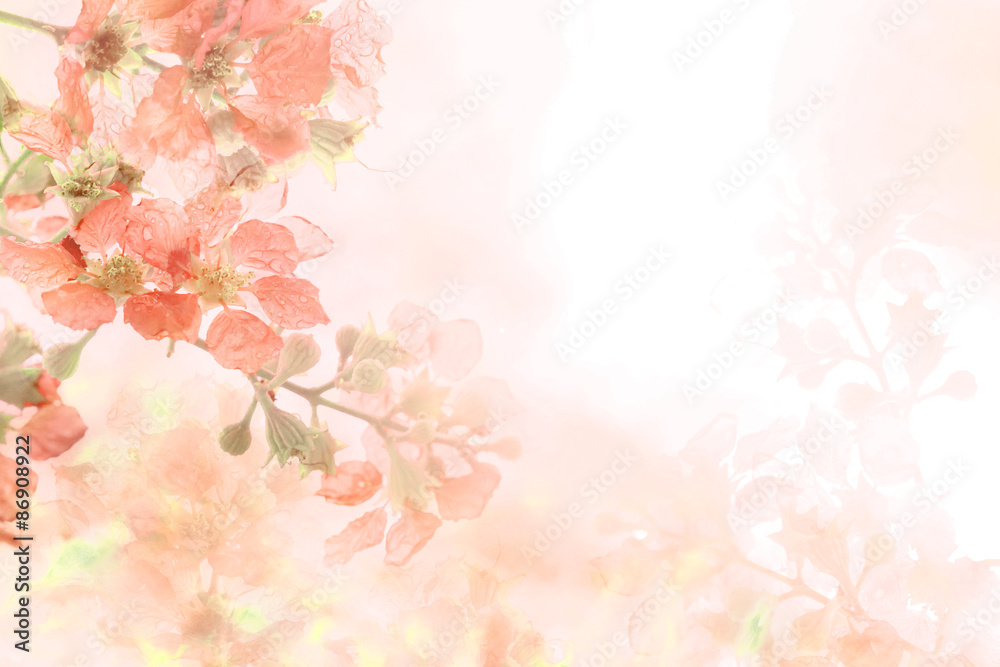 soft sweet orange flower background from Plumeria frangipani flowers Stock  Photo | Adobe Stock
