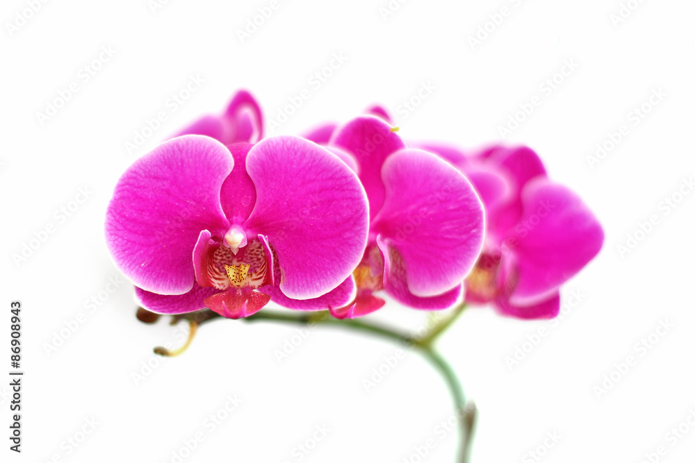 Fototapeta premium beautiful orchid flower on white background