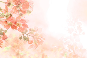  soft sweet orange flower background from Plumeria frangipani flowers