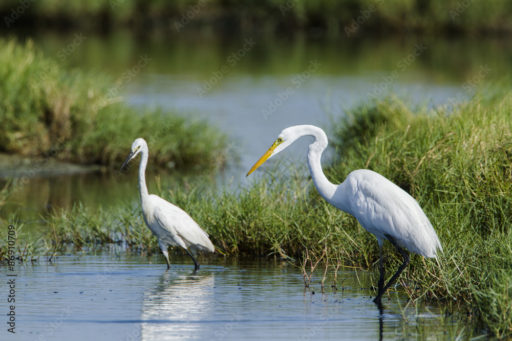 Great egret and little egret in Potuvil, Sri Lanka.