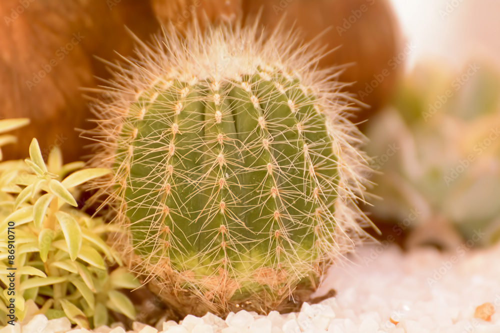 Cactus Cactus