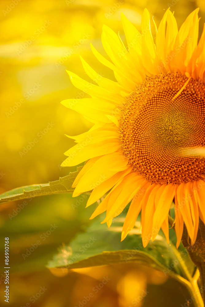 Naklejka premium Beautiful Sunflower in Field
