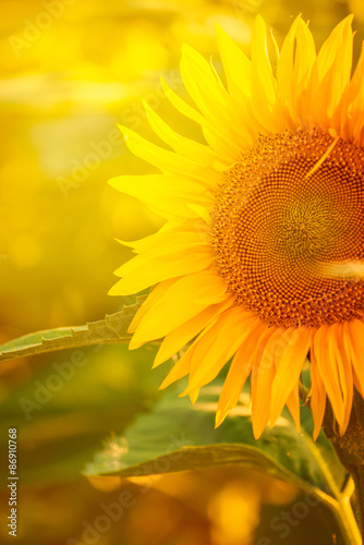 Beautiful Sunflower in Field