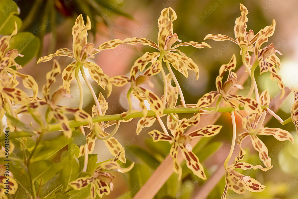 Obraz premium Orchid 
