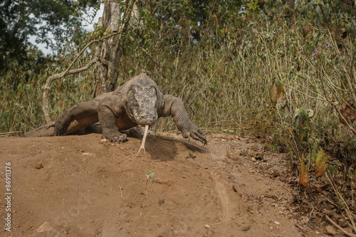 Angry walk