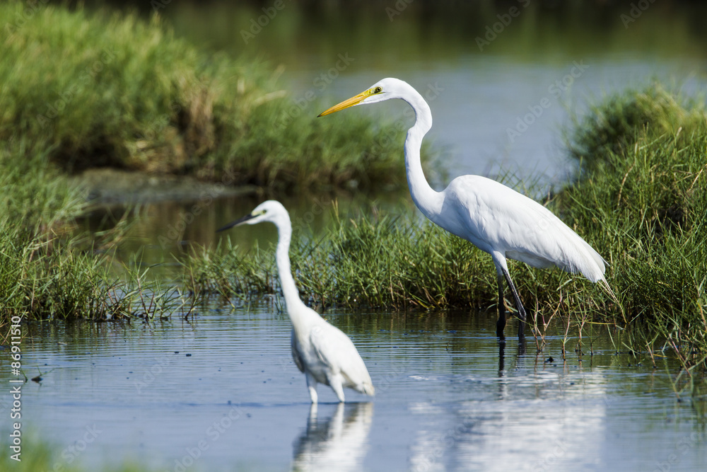 Great egret and little egret in Potuvil, Sri Lanka. Great egret and little egret in Potuvil, Sri Lanka.