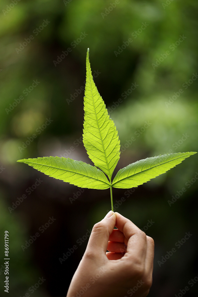 Closeup of green leaves