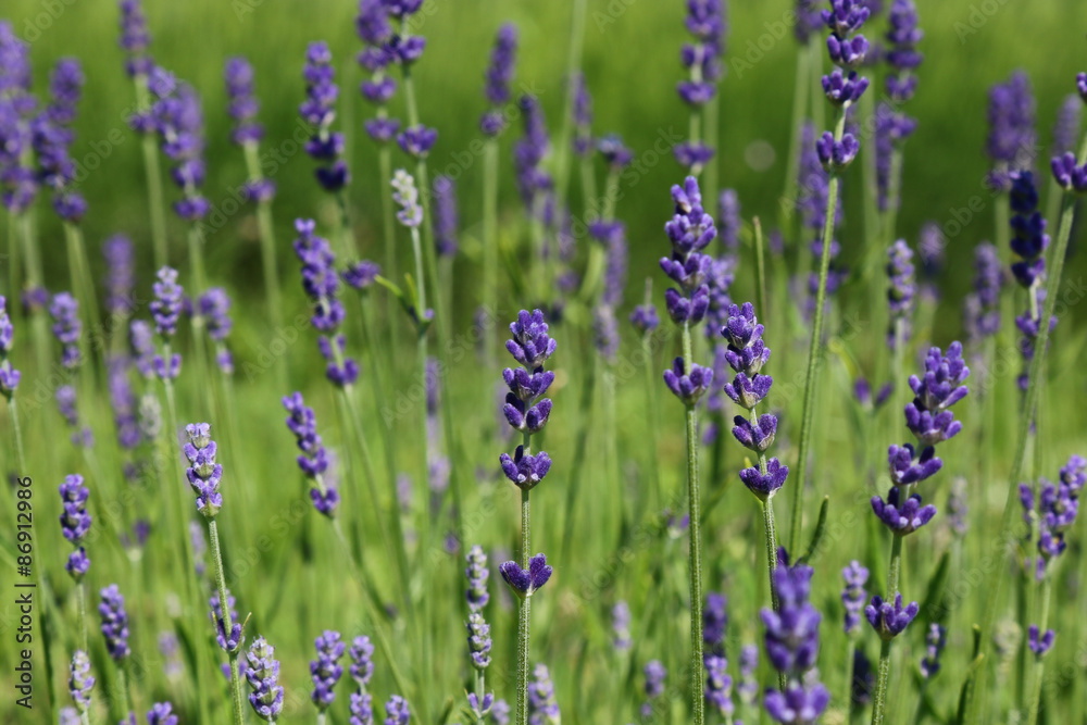 lavendel lavendel