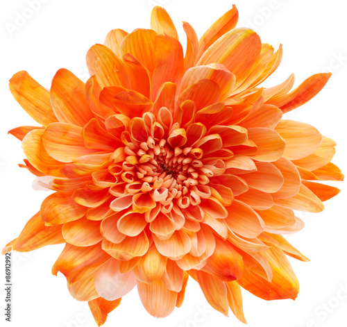 Canvas Chrysanthemum flower