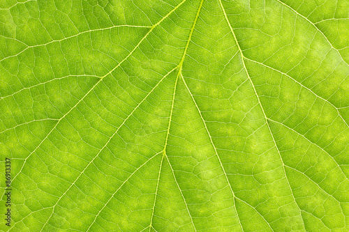 Texture of green leaf