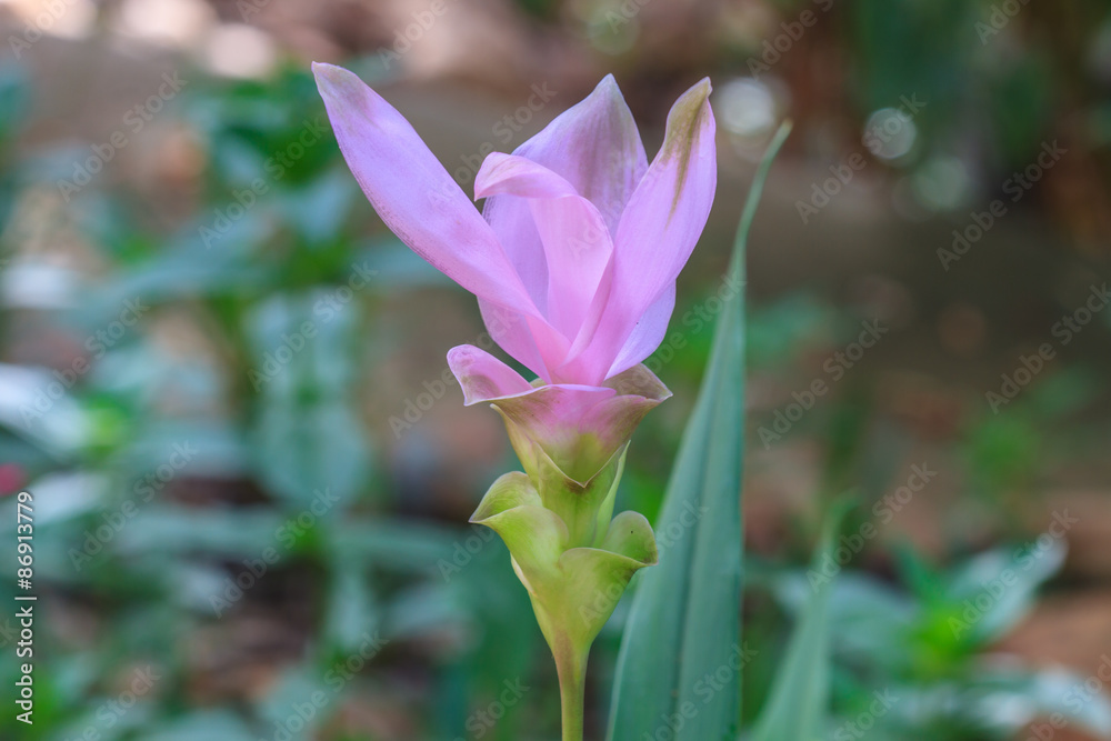 Fototapeta premium Siam Tulip flower