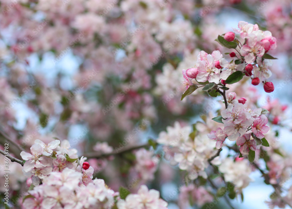Pink apple tree flowers