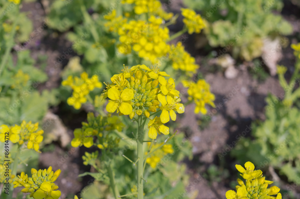 Blooming canola flowers close up in Osaka park,spring,Japan. Blooming canola flowers close up in Osaka park,spring,Japan.