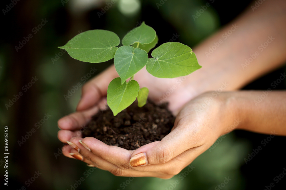 Hands holding young plant