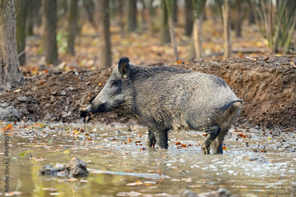 Wild boar