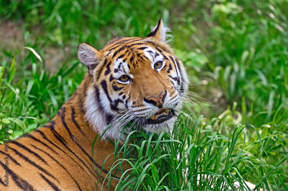 Tiger Tiger