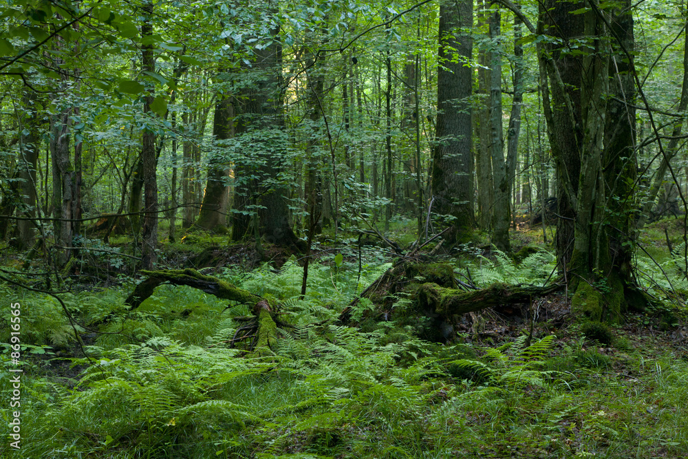 Obraz premium Broken tree stump moss covered and ferns layer around