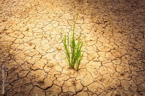 Fotografie, Obraz plant on cracked soil and dry in dry season