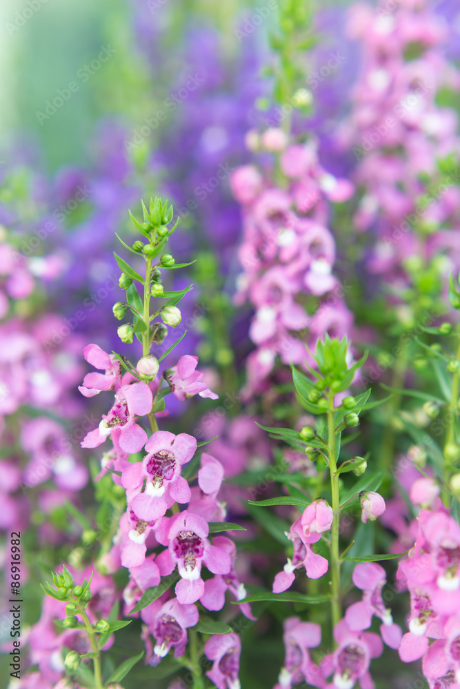 Angelonia Flower