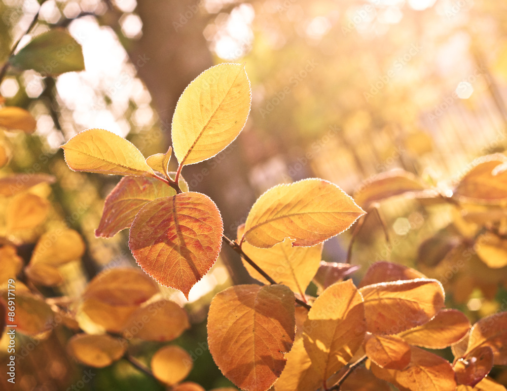 Obraz premium Autumn maple leaves background