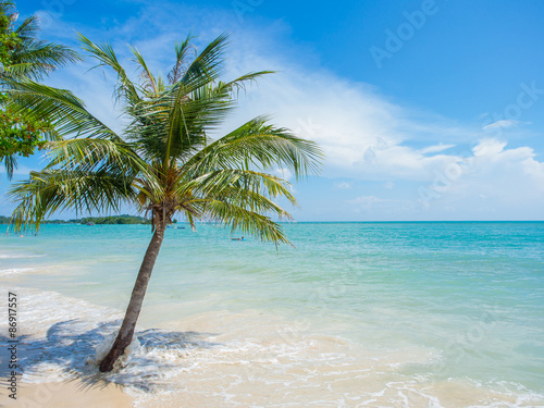 Palm and tropical beach